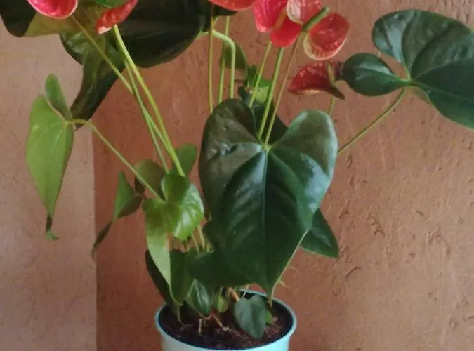 Дом отдыха Al Maratoneta Лингуаглосса